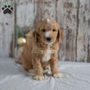 Gavin, Mini Goldendoodle Puppy